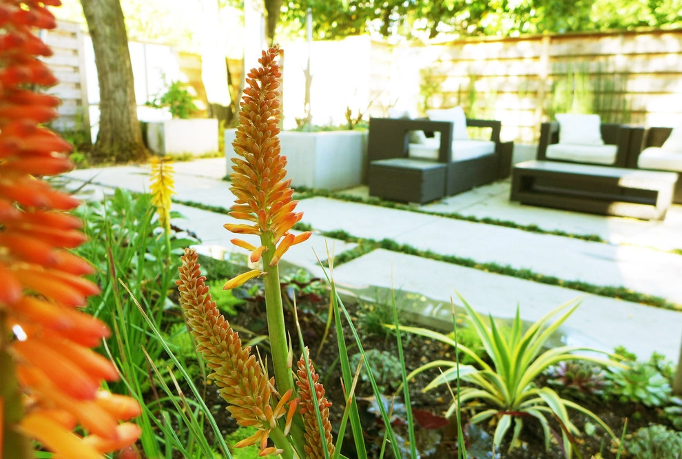 Seattle Contemporary Planting by Olander Garden Design - Photo 2