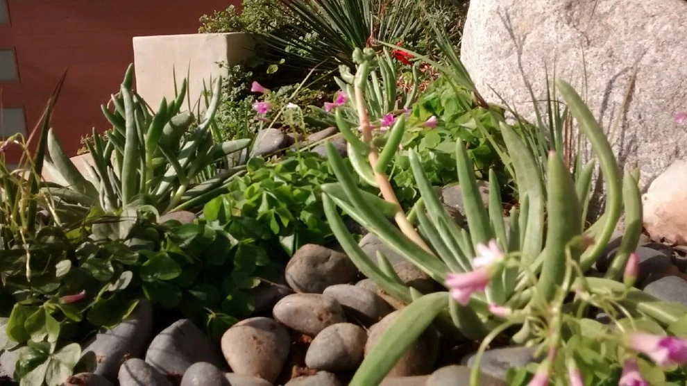Native Plant Landscape in Laguna Beach by Back To Natives - Photo 4
