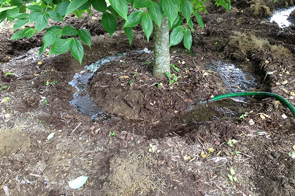 Dogwood Tree Transplanting by Outdoor Lifestyles - Photo 3