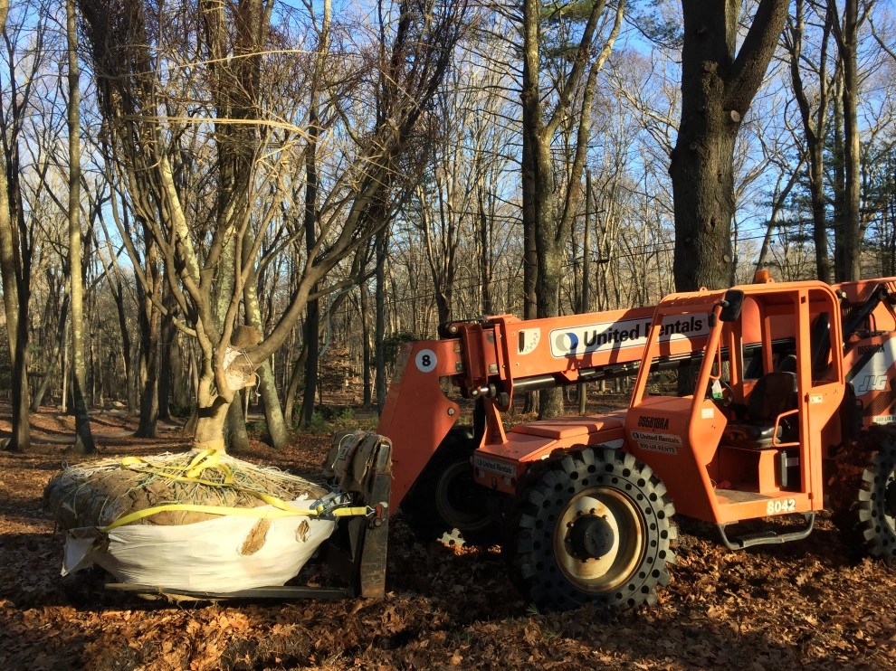 Tree Planting by Outdoor Lifestyles - Photo 13