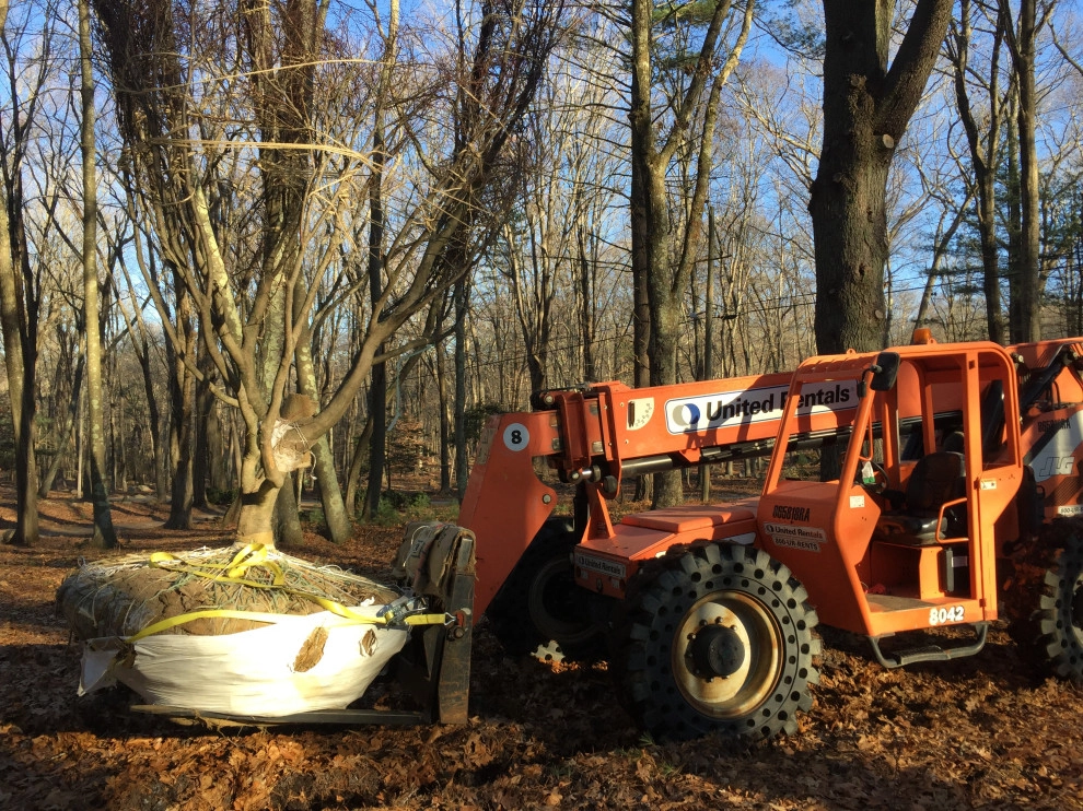 Tree Planting by Outdoor Lifestyles - Photo 10
