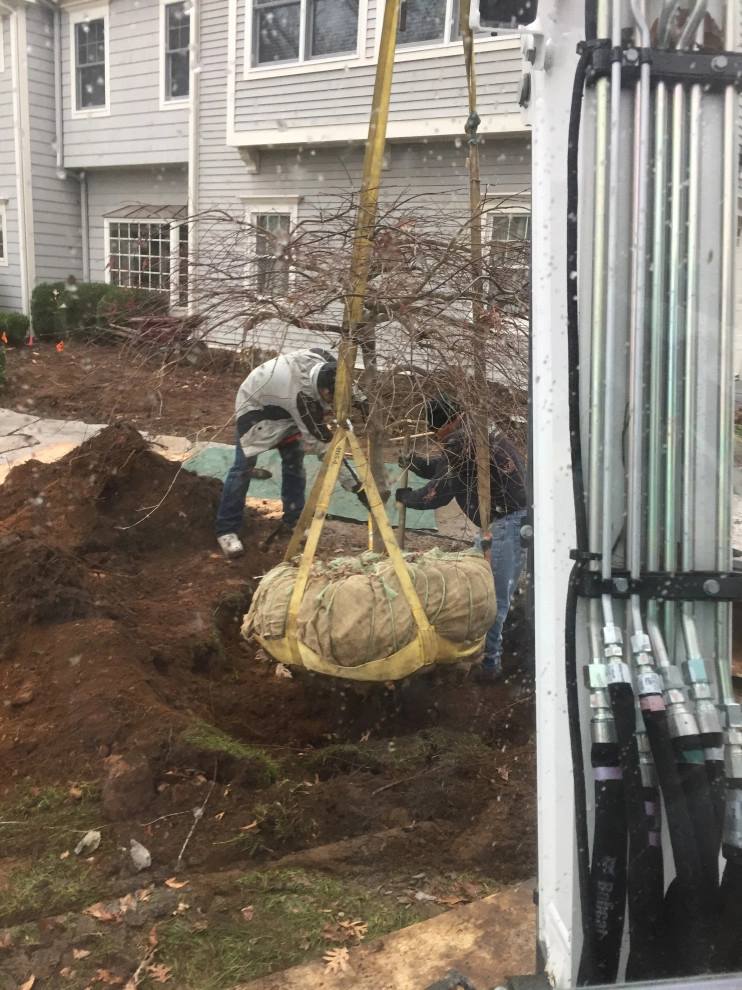 Tree Planting by Outdoor Lifestyles - Photo 27