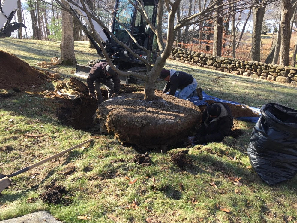 Tree Planting by Outdoor Lifestyles - Photo 33