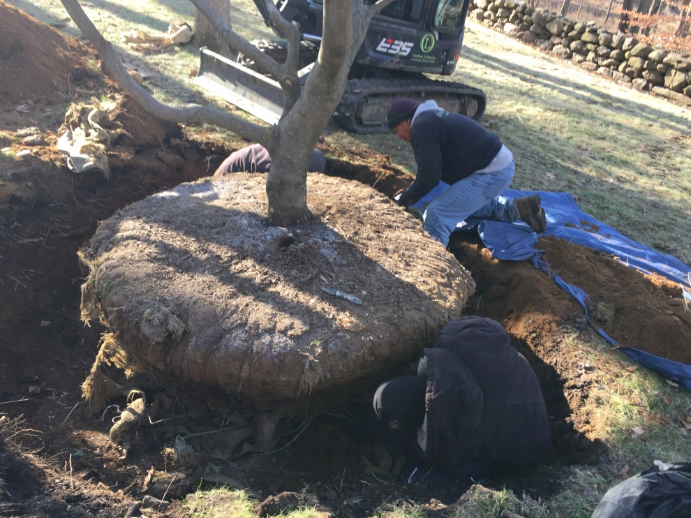 Tree Planting by Outdoor Lifestyles - Photo 9