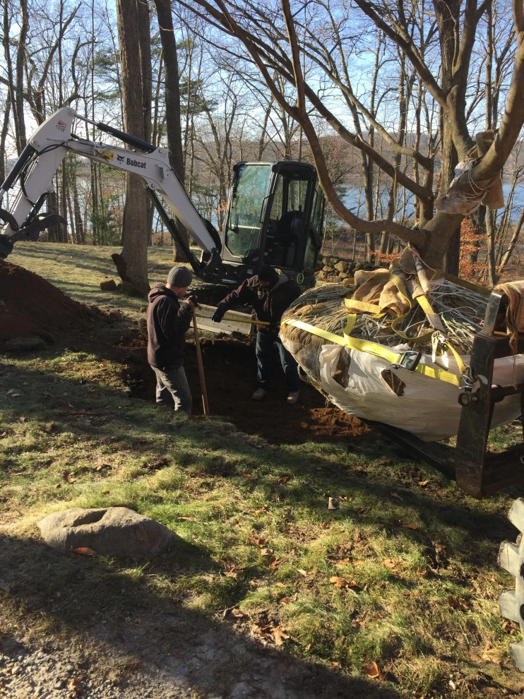 Tree Planting by Outdoor Lifestyles - Photo 16