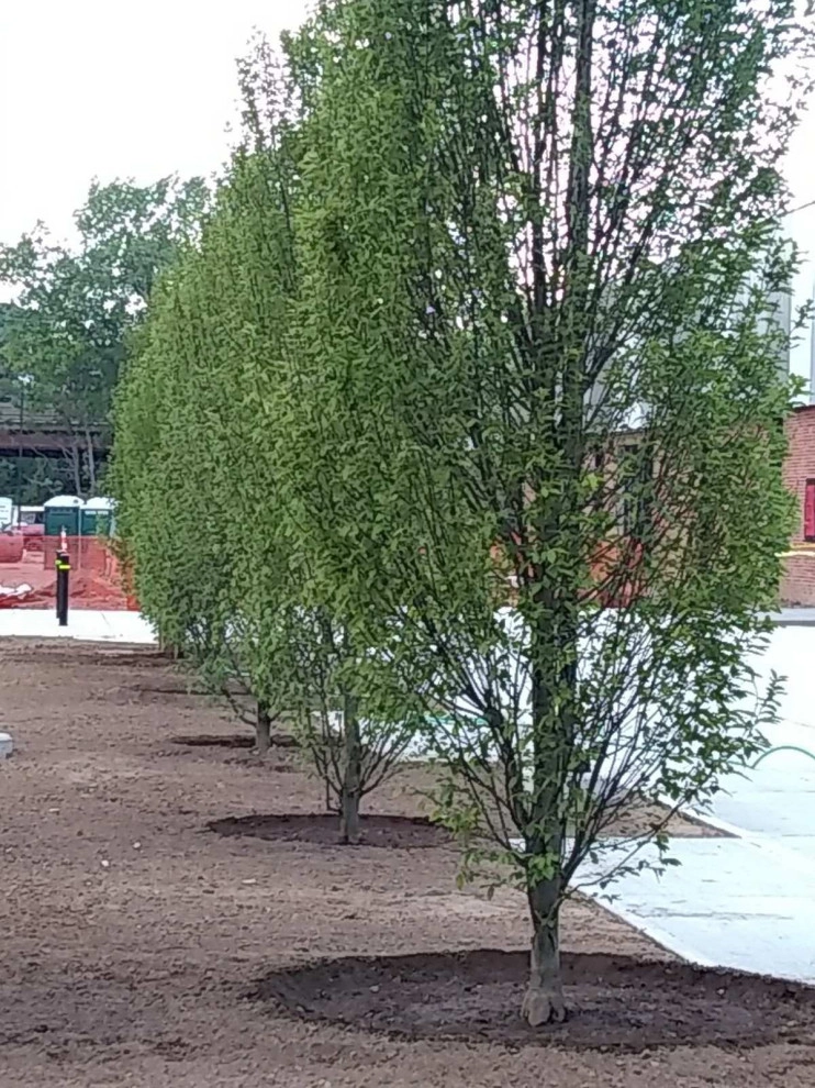 Tree Planting by Outdoor Lifestyles - Photo 7