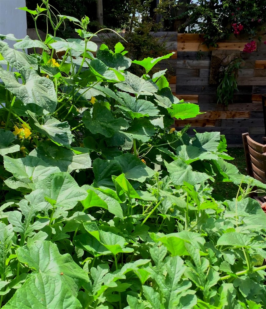 Urban Farms by Outside InStyle - Photo 2