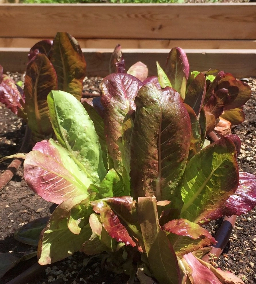 Urban Farms by Outside InStyle - Photo 6