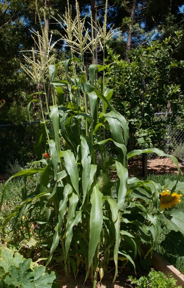 Urban Farms by Outside InStyle - Photo 4