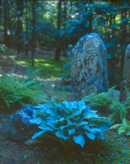 Rock Garden by P. Allen Smith & Associates - Photo 3