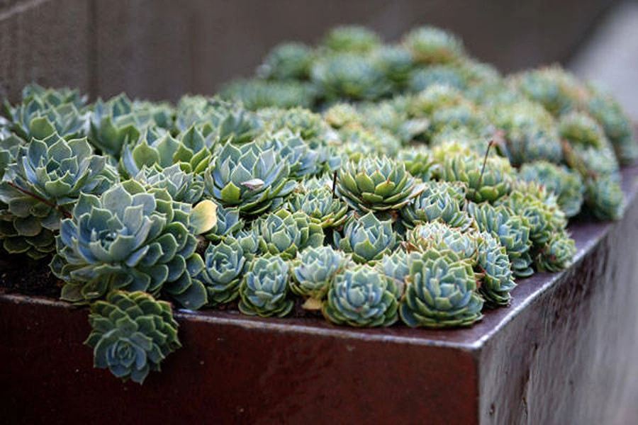 POTS IN THE LANDSCAPE by Park Slope Design - Photo 16