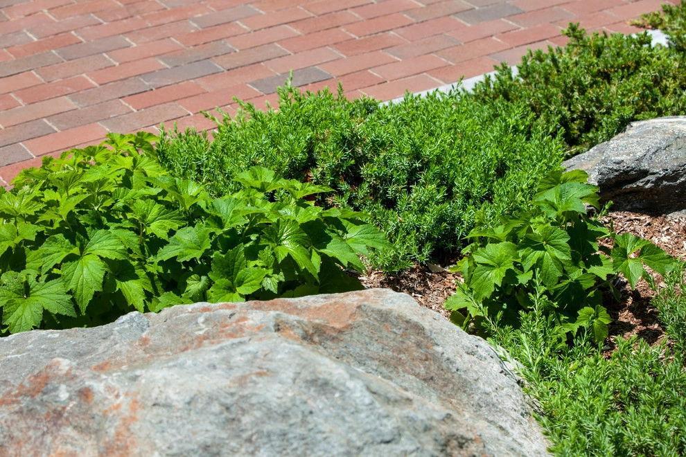 Bentley University by Pate Landscape Architecture Inc. - Photo 12