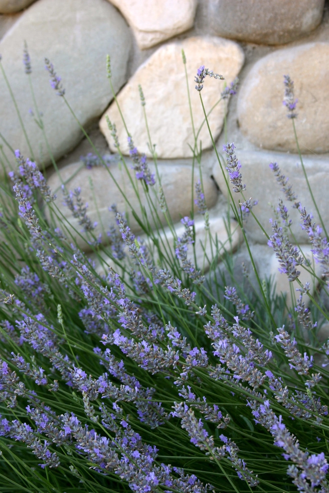 Santa Ynez Ranch by Paul Hendershot Design, Inc. - Photo 16