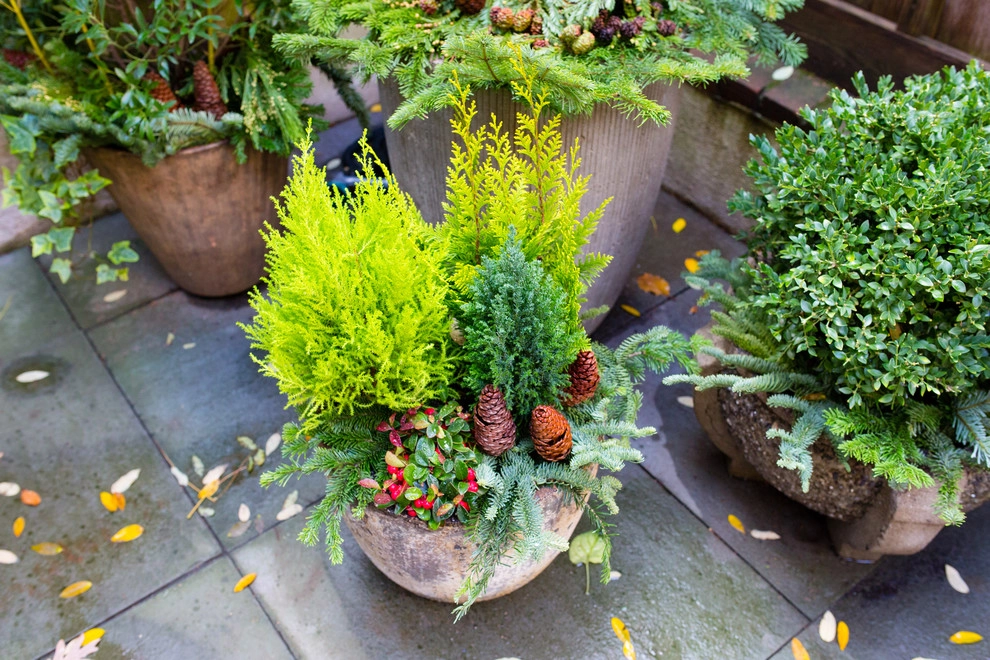 Winter plantings and window boxes by Petit Jardin En Ville - Photo 4