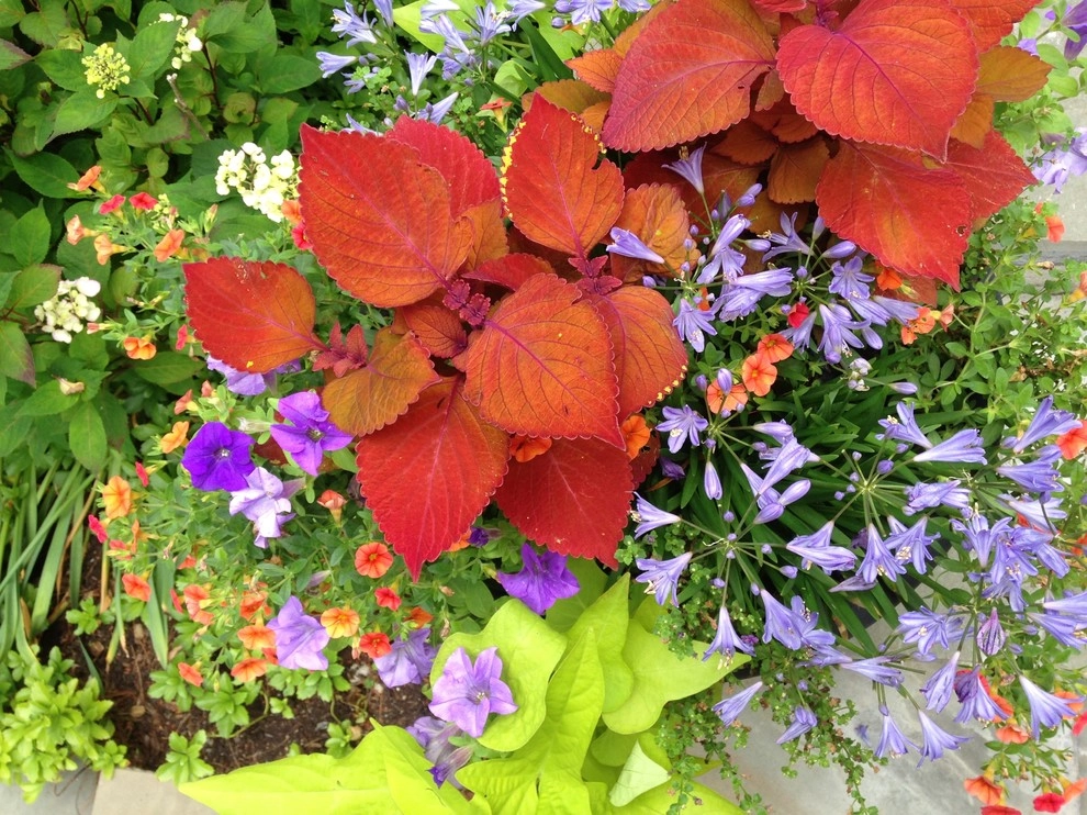 Hot color containers by Pierce Hill Design, Ltd. - Photo 2