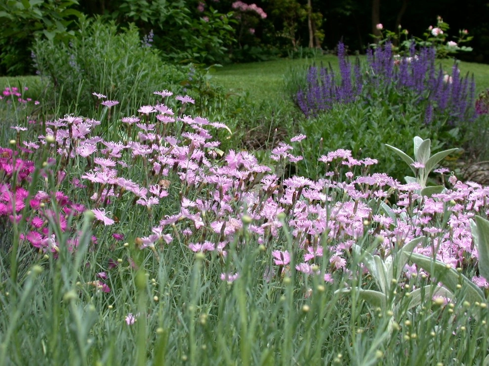 Classic Expanded Cape with Cottage Gardens by Pierce Hill Design, Ltd. - Photo 3
