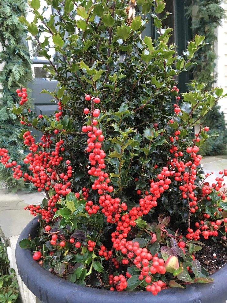 Fall and Winter containers by Pierce Hill Design, Ltd. - Photo 5