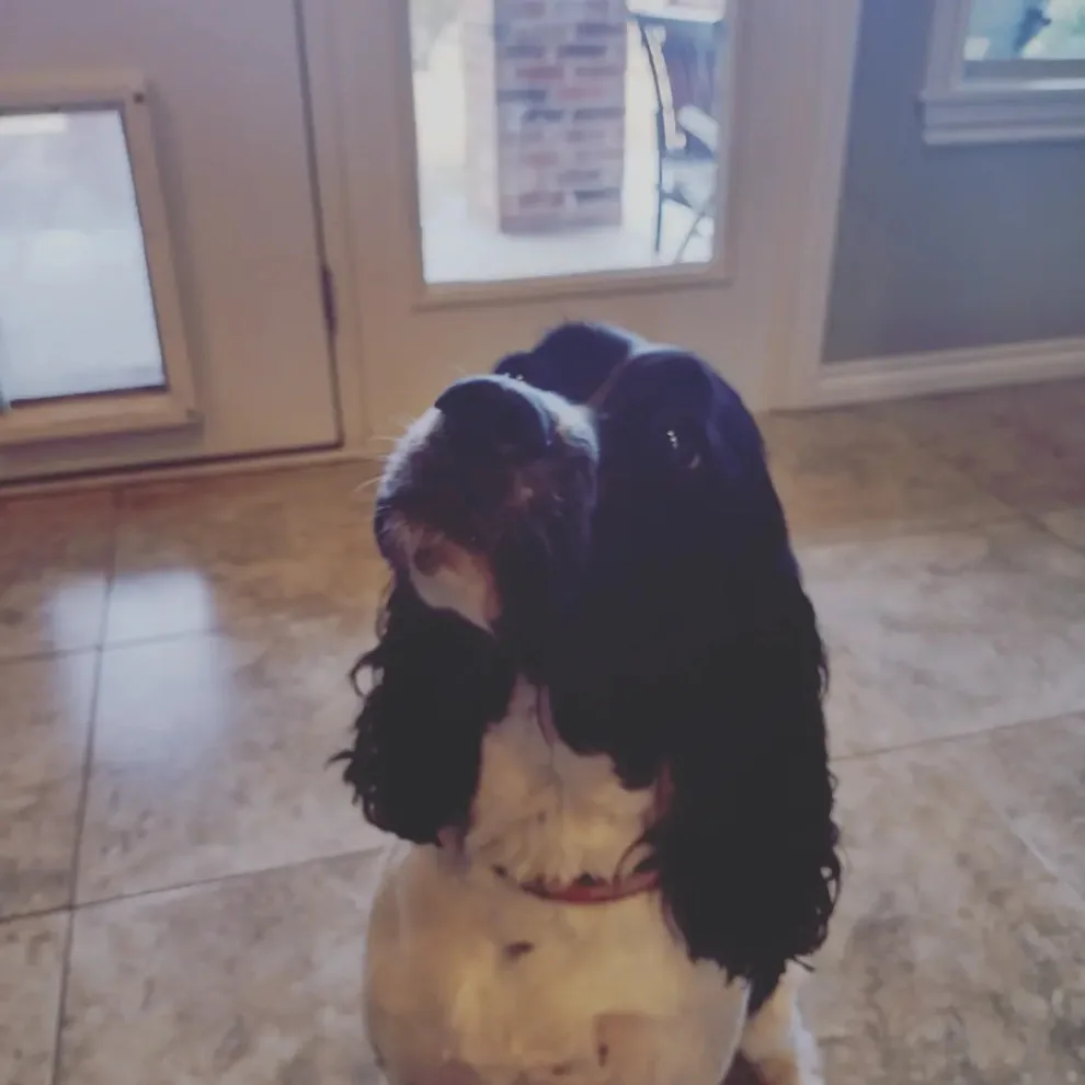 Bella's new canine space by Whimsical Construction Llc - Photo 6