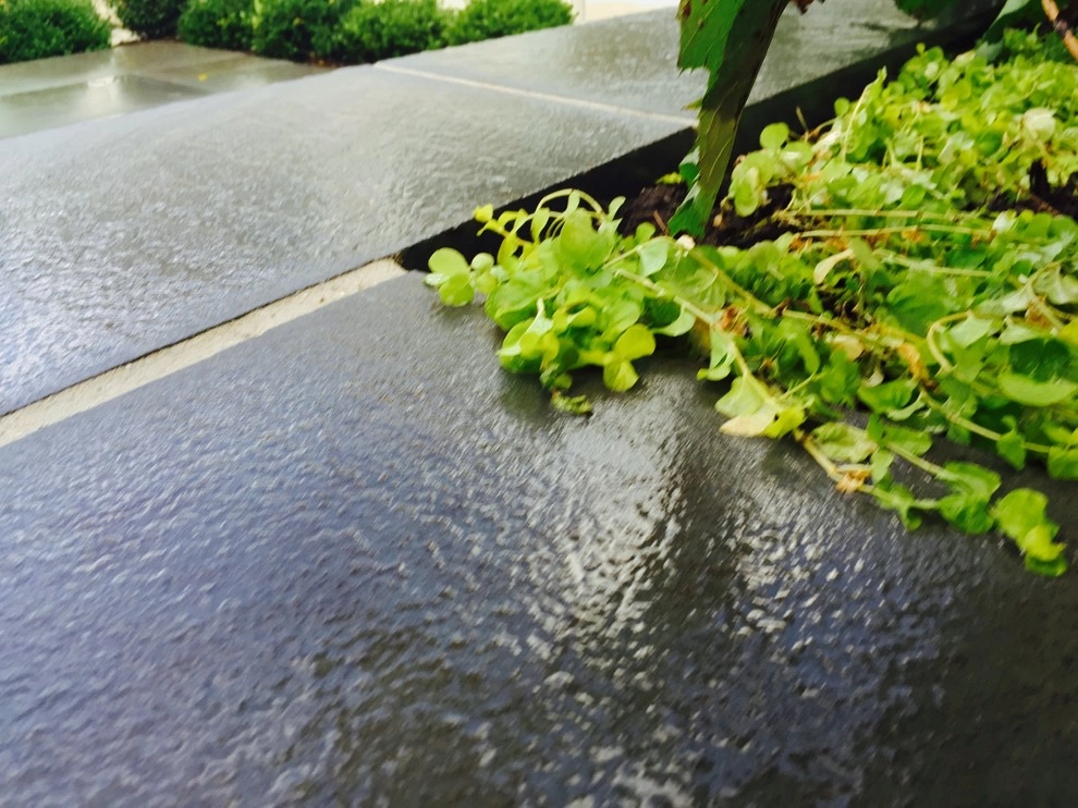 Bright Bluestone Patio with Oak Leaf Hydrangea Garden by Prairie Path Group - Photo 33