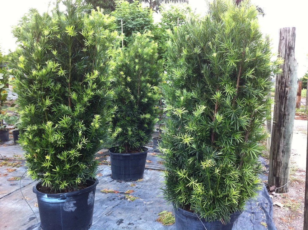 Pro Gardens And Friends Landscaping Inc. - Photo 9