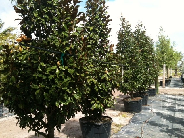 Pro Gardens and Friends Landscaping Inc. by Pro Gardens And Friends Landscaping Inc. - Photo 11
