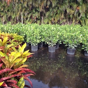 Pro Gardens and Friends Landscaping Inc. by Pro Gardens And Friends Landscaping Inc. - Photo 12