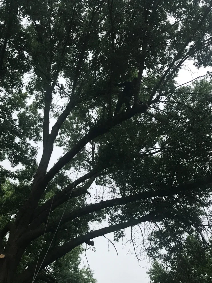 Tree Pruning and Removal by Diamond Design & Build LLC - Photo 4