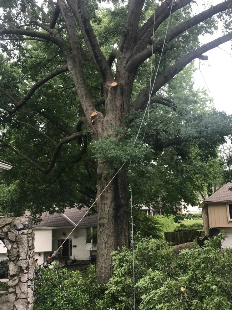 Tree Pruning and Removal by Diamond Design & Build LLC - Photo 3