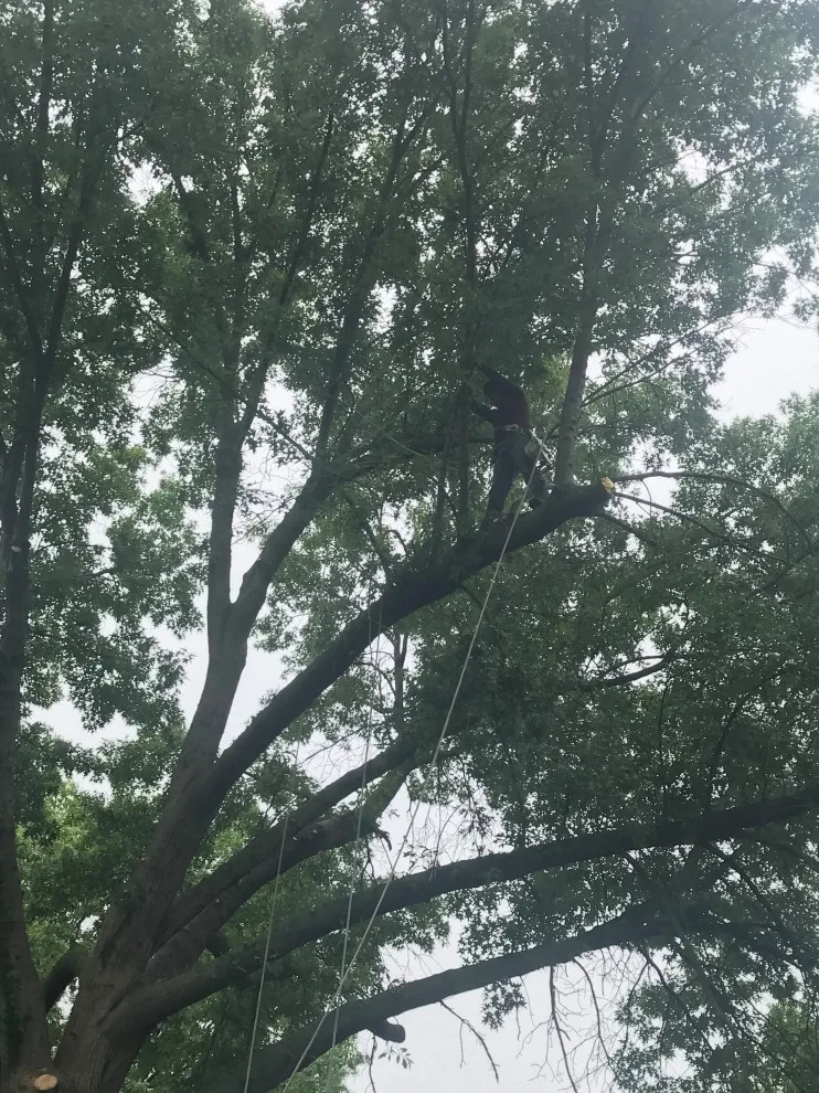 Tree Pruning and Removal by Diamond Design & Build LLC - Photo 2