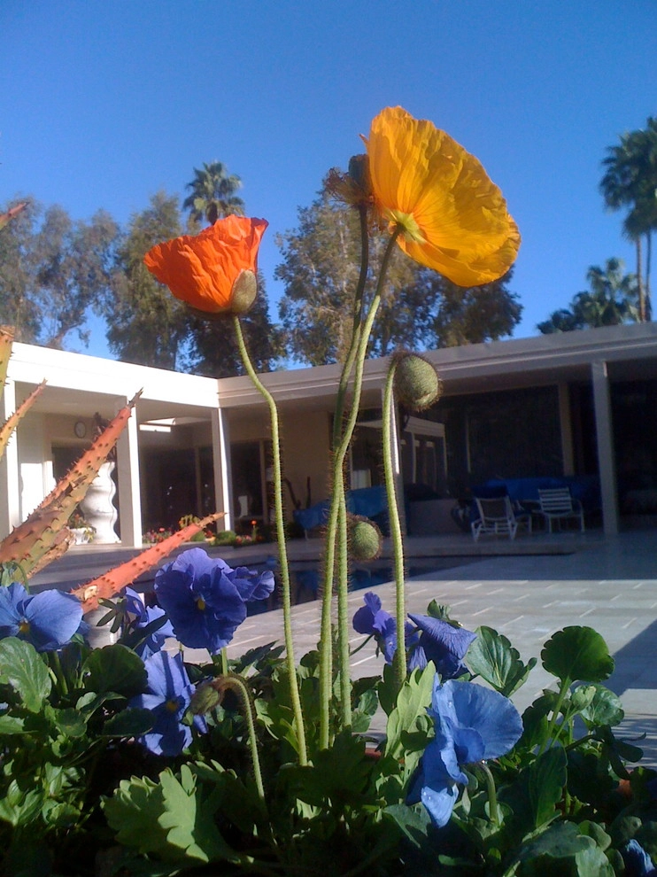 Exterior Desert Landscape by Quality Green Landscaping - Photo 7