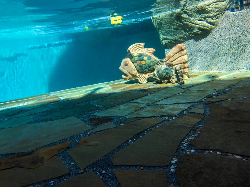 San Dimas swimming pool and landscape by RF Designs - Photo 10