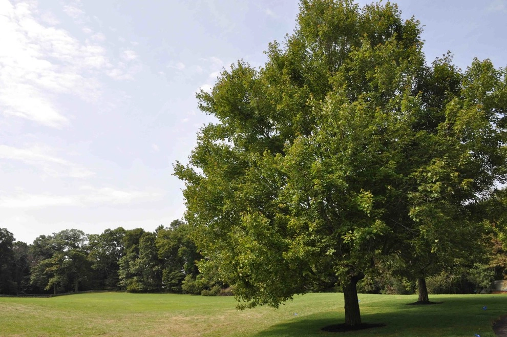 Richard Kattman Landscape Architecture - Photo 3