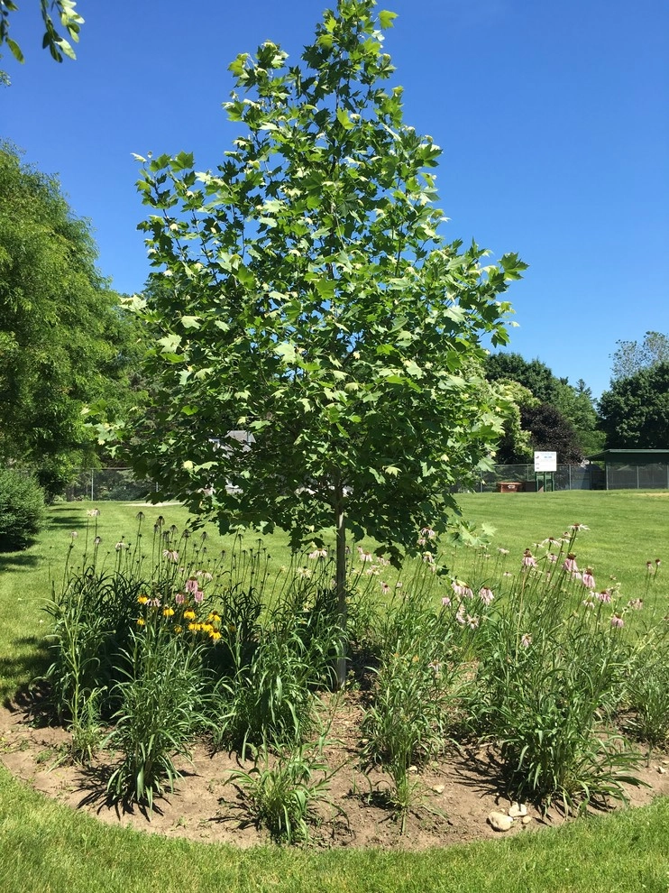 Gardening & Plants by Ringers Landscape Services, Inc. - Photo 16