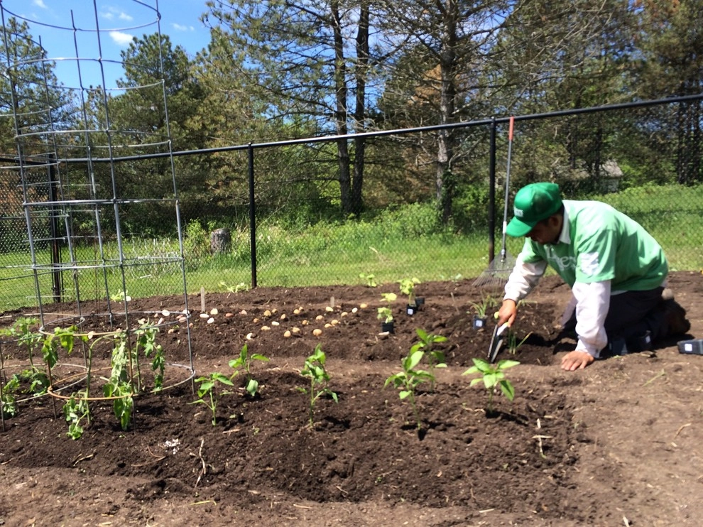 Gardening & Plants by Ringers Landscape Services, Inc. - Photo 101