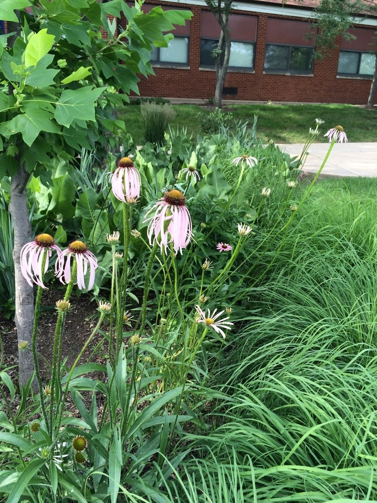 Gardening & Plants by Ringers Landscape Services, Inc. - Photo 25