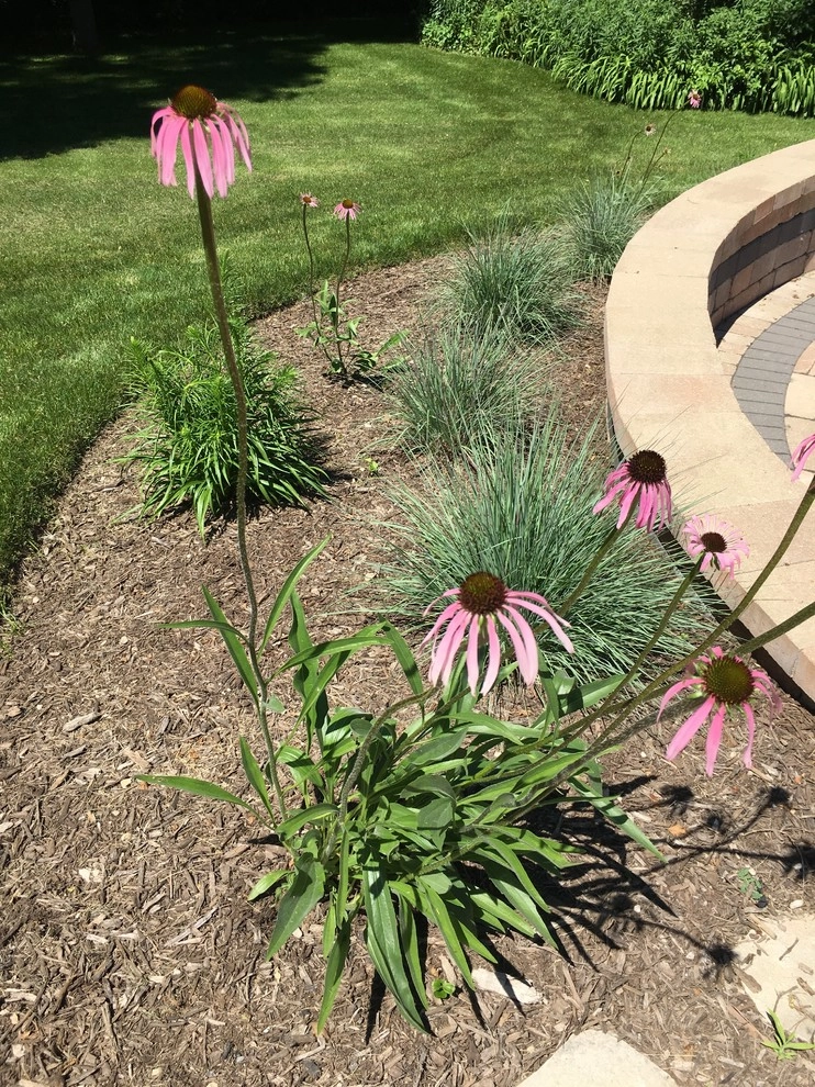 Gardening & Plants by Ringers Landscape Services, Inc. - Photo 100