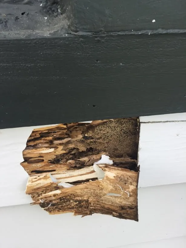 Pest damage restoration by Northshore Renovations - Photo 3