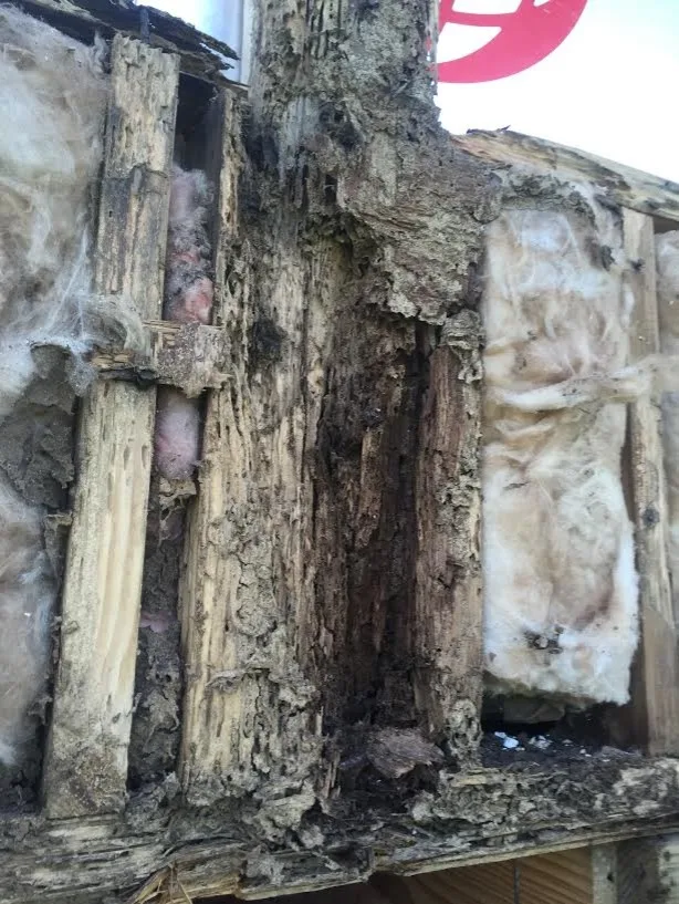 Pest damage restoration by Northshore Renovations - Photo 20