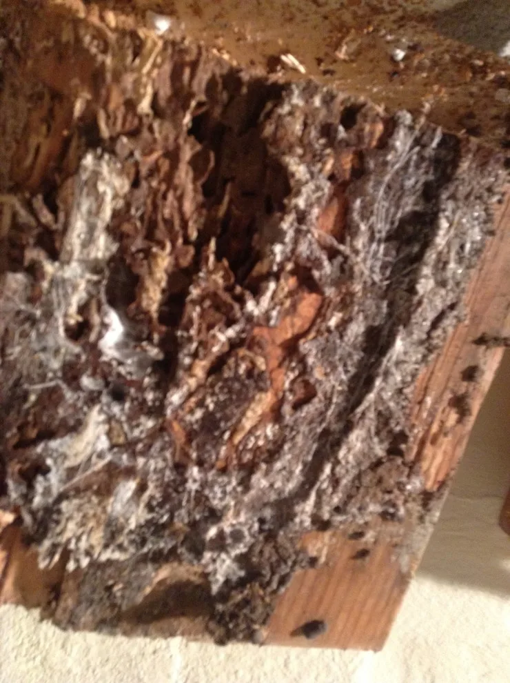 Pest damage restoration by Northshore Renovations - Photo 8