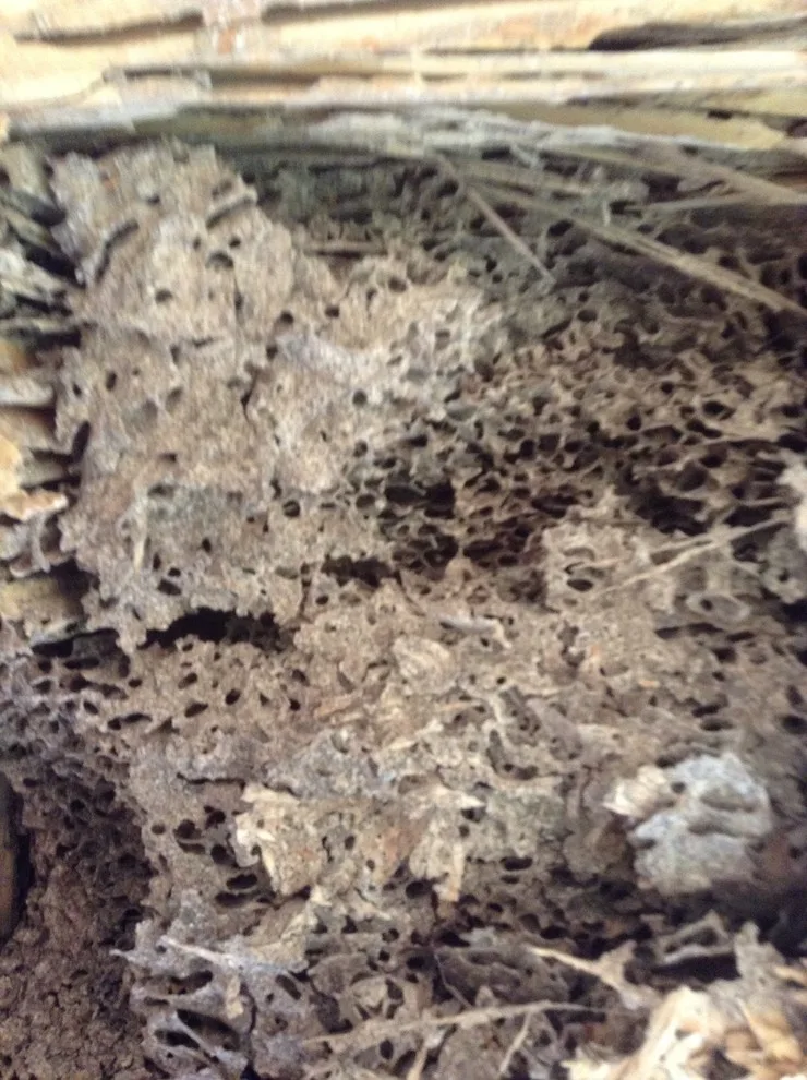 Pest damage restoration by Northshore Renovations - Photo 15