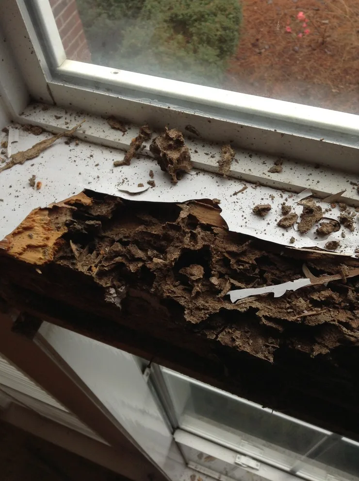 Pest damage restoration by Northshore Renovations - Photo 17