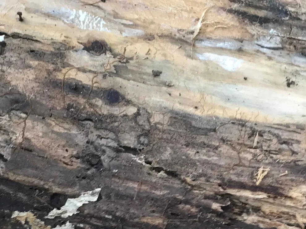Pest damage restoration by Northshore Renovations - Photo 5