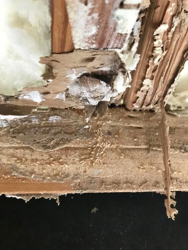 Pest damage restoration by Northshore Renovations - Photo 18