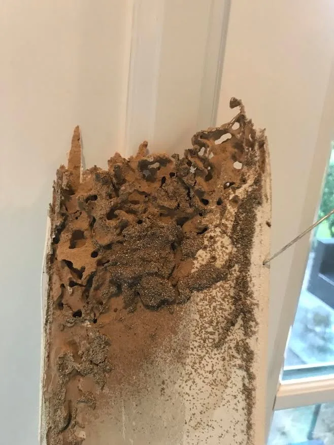 Pest damage restoration by Northshore Renovations - Photo 19