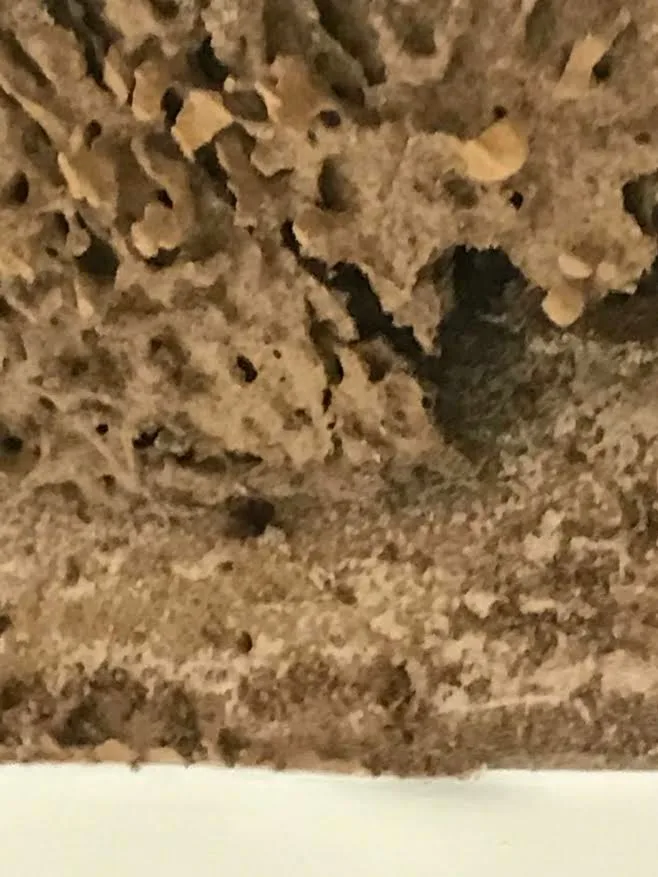 Pest damage restoration by Northshore Renovations - Photo 21
