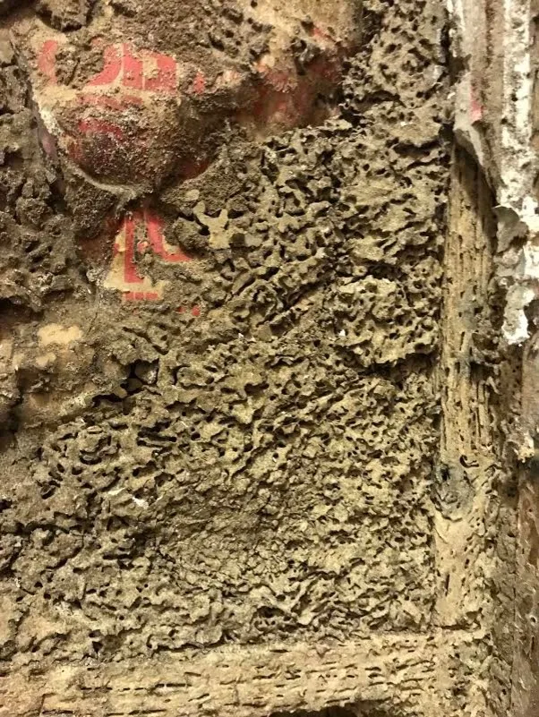 Pest damage restoration by Northshore Renovations - Photo 10