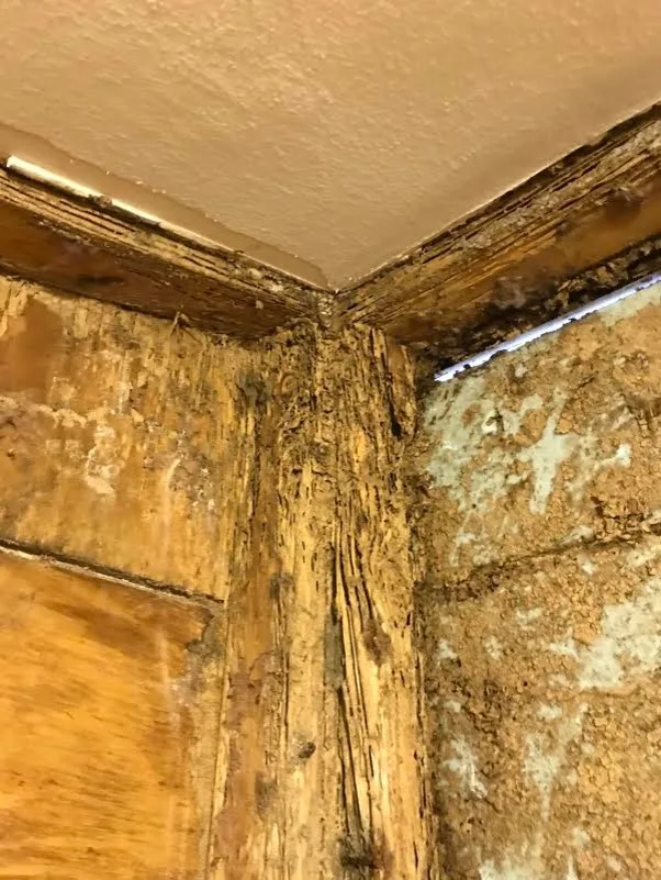 Pest damage restoration by Northshore Renovations - Photo 22