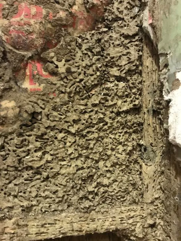 Pest damage restoration by Northshore Renovations - Photo 11