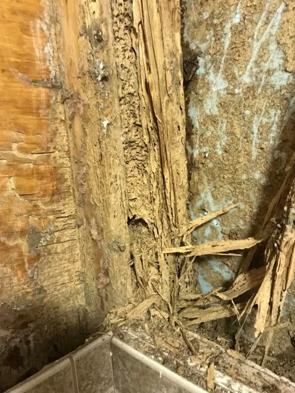 Pest damage restoration by Northshore Renovations - Photo 12