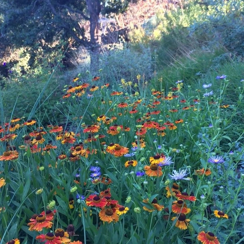 Sonoma County Impressionist Garden by Rosmarin Landscape Design - Photo 14